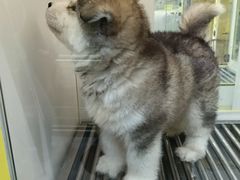 -观音桥步行街