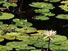 -清迈菩提塞雷纳