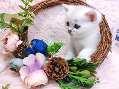 -十年猫舍·猫咪专门店(普陀店)