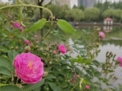-新虹桥中心花园