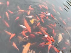 -西湖外事游船(花港观鱼码头)