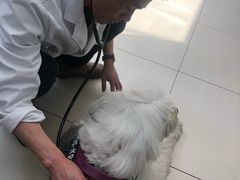 -申普宠物医院·心脏介入·心血管微创(总院)
