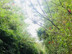 -华侨城湿地公园