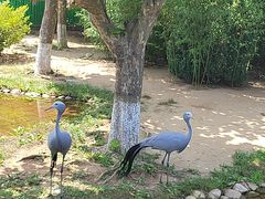 -西霞口神雕山野生动物世界