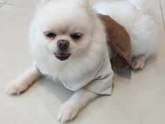 -怪兽屋·羊驼·猫咖·狗咖(俊华广场店)