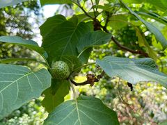 -广州神农草堂中医药博物馆