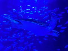 -太平洋海底世界