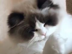 -青奢宠物·青奢猫舍