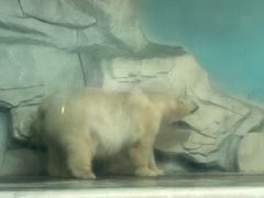 -泉城欧乐堡海洋极地世界