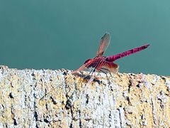 -龙华素斋(龙华路店)