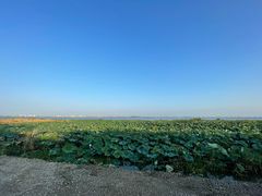 -七的湖·晚芳亭·阳澄湖农家菜·大闸蟹(莲花岛店)