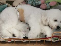 -科道动物医院·急重症中心(万达院)