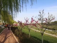 -洨河生态公园