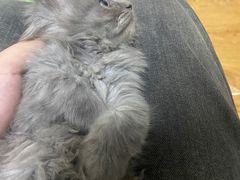 -美联众合宠物医院·爱萌分院·内外科·猫科中心