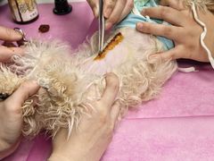 -北京观赏动物医院·24小时大型综合·猫专科·异宠专科