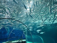 -上海海洋水族馆