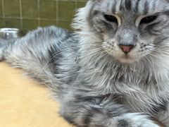 -帕帕拉兹宠物(亚洲旗舰店)