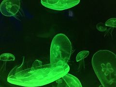 -暹罗海洋世界