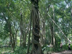 -中国科学院西双版纳热带植物园