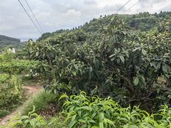 -桃源山庄·水蜜桃采摘·柴火鸡·烧烤团建(龙泉山店)