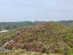-贵州百里杜鹃风景名胜区
