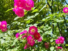 -上海共青森林公园