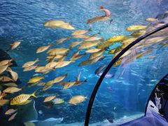 -太平洋海底世界