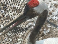 -盐城丹顶鹤湿地生态旅游区