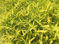 -白塘生态植物园