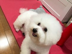 -精灵岛宠物生活馆(洪泽花园店)
