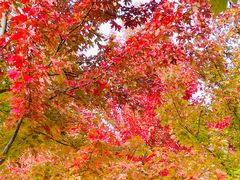 -北京西山国家森林公园