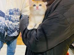 -欣宠猫屋·矮脚拿破仑·蓝金金渐层