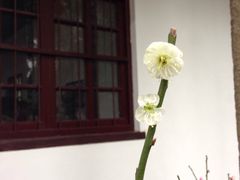 -香雪海