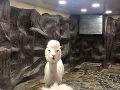 -上海大自然野生昆虫馆(东方明珠·爬宠昆虫探索中心)