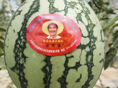 -西瓜小镇