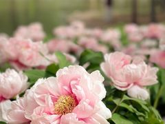 -石家庄市植物园