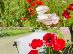 -花开海上生态园