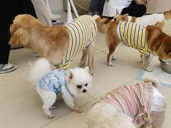 -怪兽屋·羊驼·猫咖·狗咖(俊华广场店)