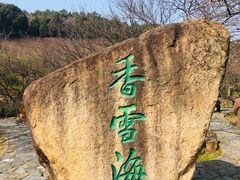 -香雪海