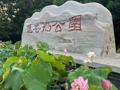 -莲花池公园