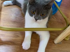 -李小姐の猫咖啡馆(五角场店)
