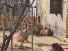 -合肥野生动物园