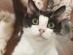 -楼上猫咖(罗湖店)