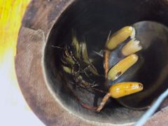-竹一味·竹筒饭