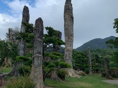 -深圳仙湖植物园