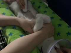 -凯特喵百思猫专科医院