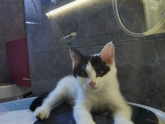 -瑞派·关忠动物医院·猫专科·犬专科(三环新城店)