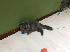 -猫亿天猫咖