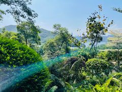 -深圳仙湖植物园
