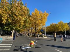 -三里屯东五街银杏大道